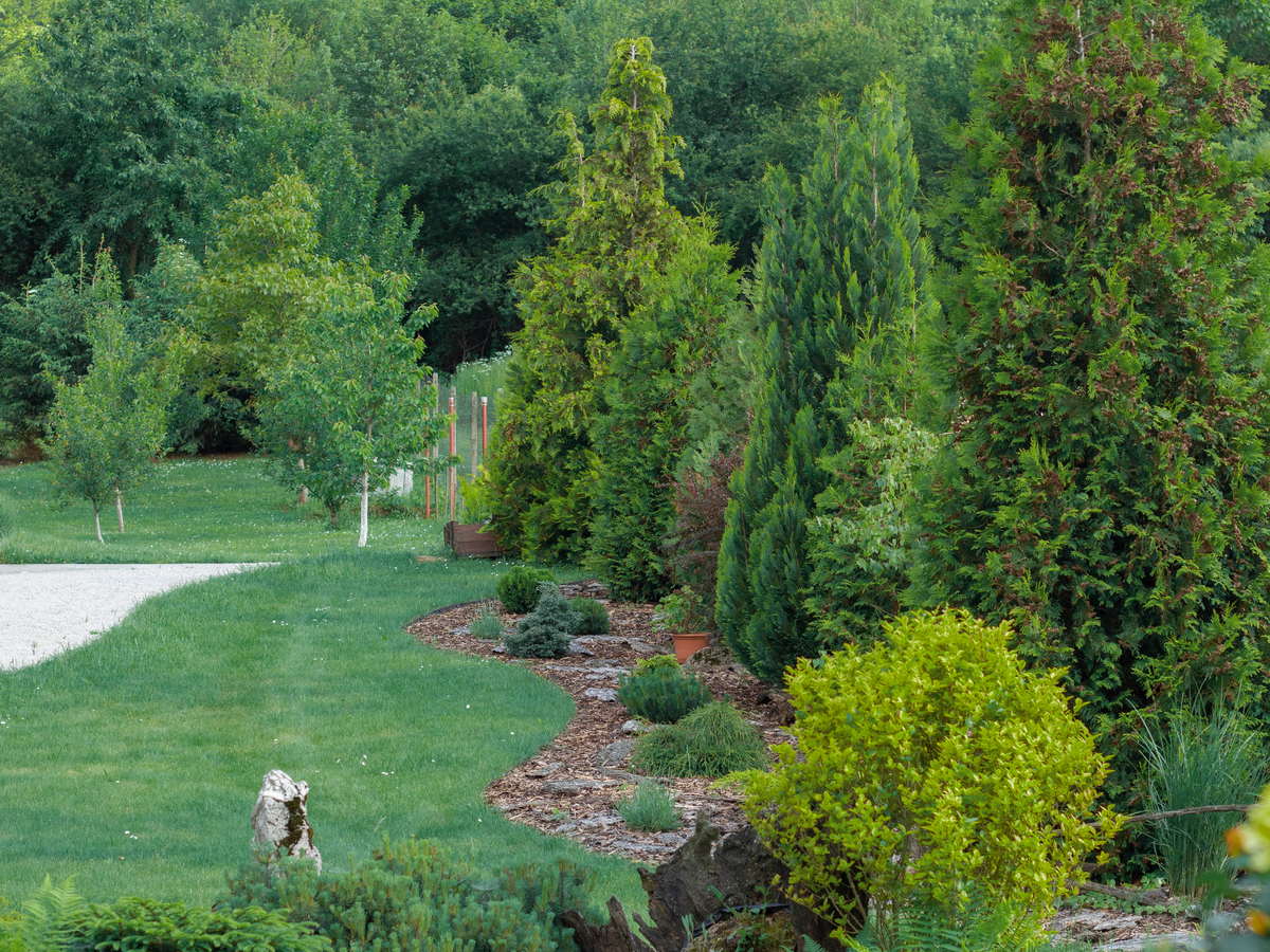Lawn and conifer border — Sod with a screened conifer border